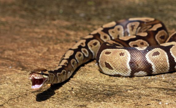 אינדונזיה: אישה נבלעה למוות על ידי נחש פיתון