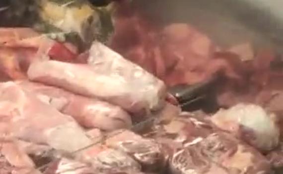 צפו: כשהחתול טעם בשר מהדרין בלי השגחה