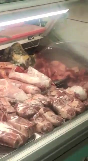 צפו: כשהחתול טעם בשר מהדרין בלי השגחה