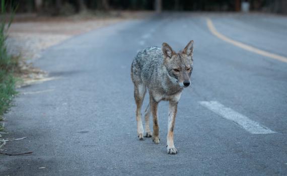 משרד הבריאות מזהיר: תן נגוע בכלבת אותר בגליל