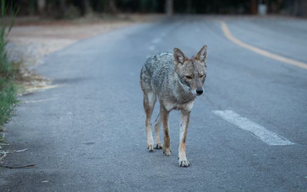 משרד הבריאות: תן נגוע בכלבת אותר בקיבוץ אפיקים