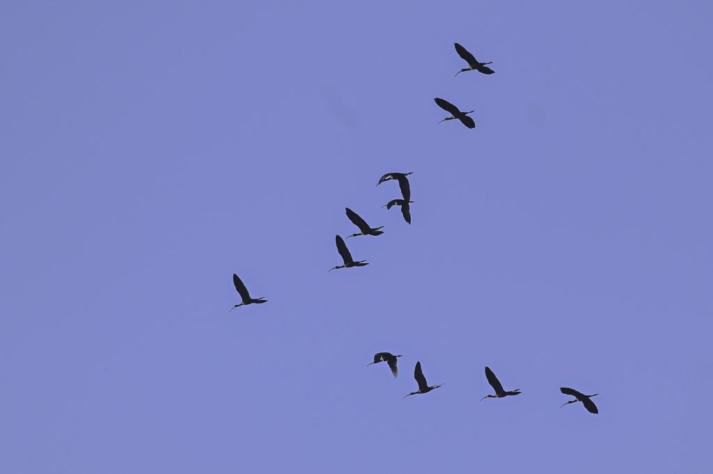 מדרימים: כך נראית נדידת העגורים בנחל נקרות. צפו