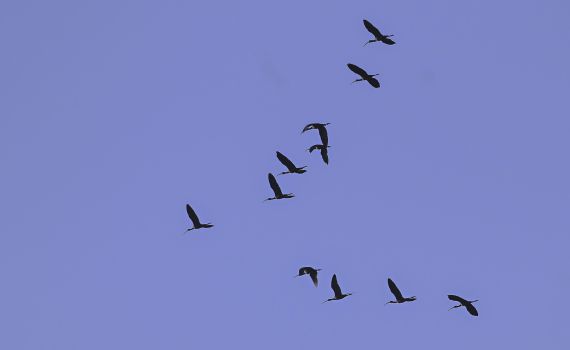 צפו בתיעוד: מאות עגורים עפים בשמורת עין אפק