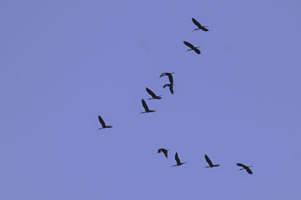 צפו בתיעוד: מאות עגורים עפים בשמורת עין אפק