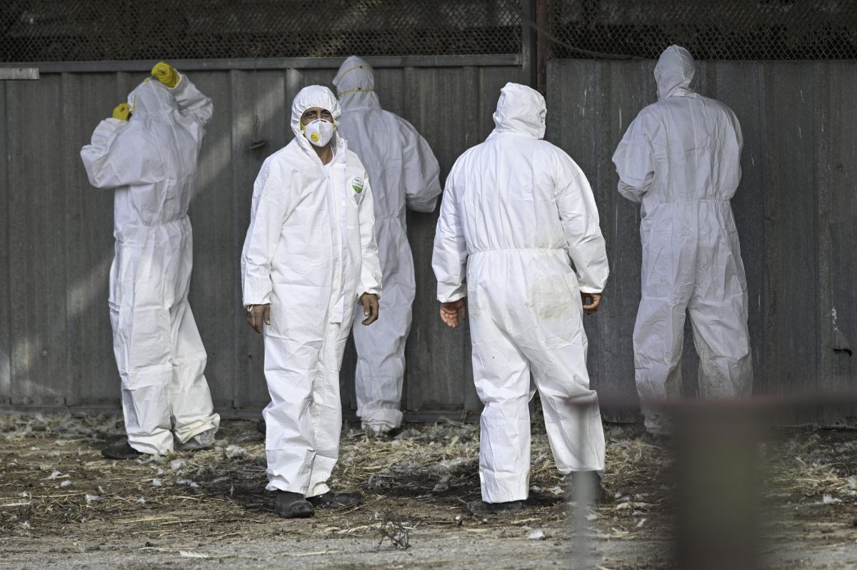 מדאיג: שפעת עופות התגלתה בלולים במרכז הארץ