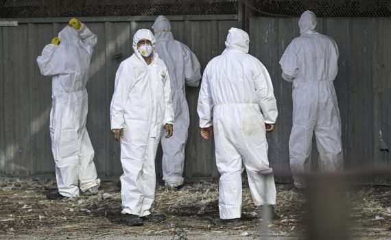 שפעת העופות התגלתה בלול בקיבוץ הסרוג