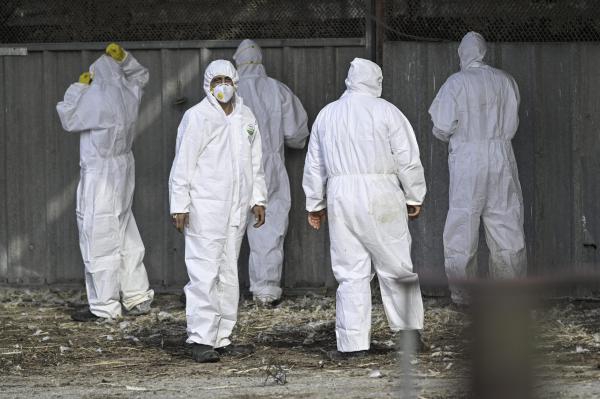 שפעת העופות התגלתה בלול בקיבוץ הסרוג