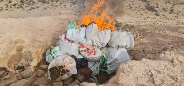 מאות ק"ג של קנאביס הושמדו בשטח צה"ל