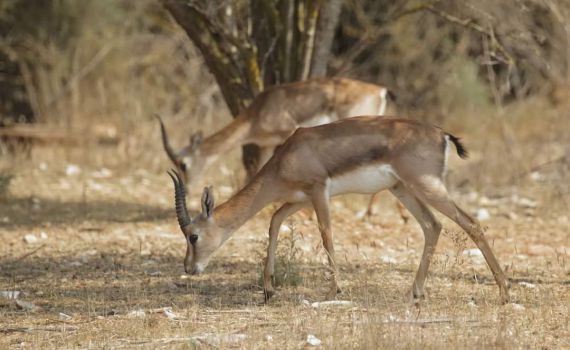 מרהיב: תיעוד מיוחד מעמק הצבאים בלב ירושלים