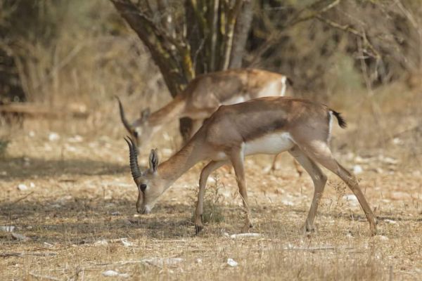 מרהיב: תיעוד מיוחד מעמק הצבאים בלב ירושלים