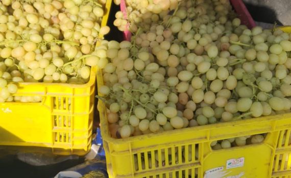 בדואי מרהט נתפס גונב עשרות קילוגרמים של ענבים