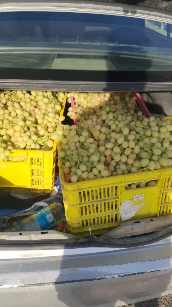 בדואי מרהט נתפס גונב עשרות קילוגרמים של ענבים