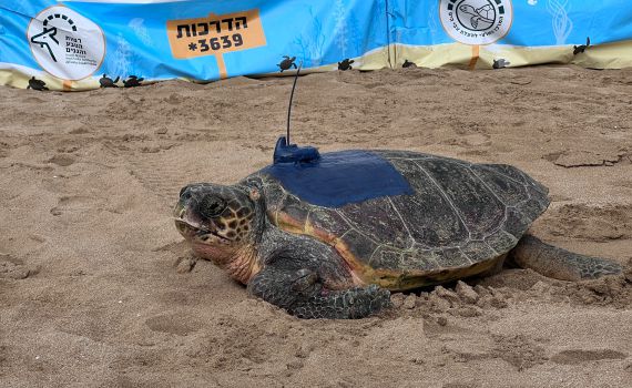 אחרי תקופת שיקום: חמישה צבי ים הוחזרו לטבע. צפו