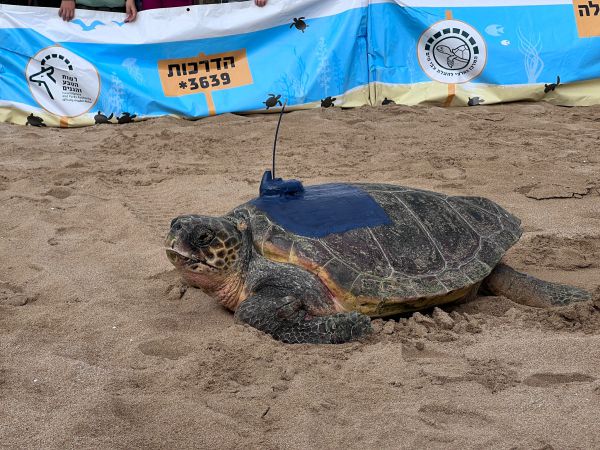 אחרי תקופת שיקום: חמישה צבי ים הוחזרו לטבע. צפו