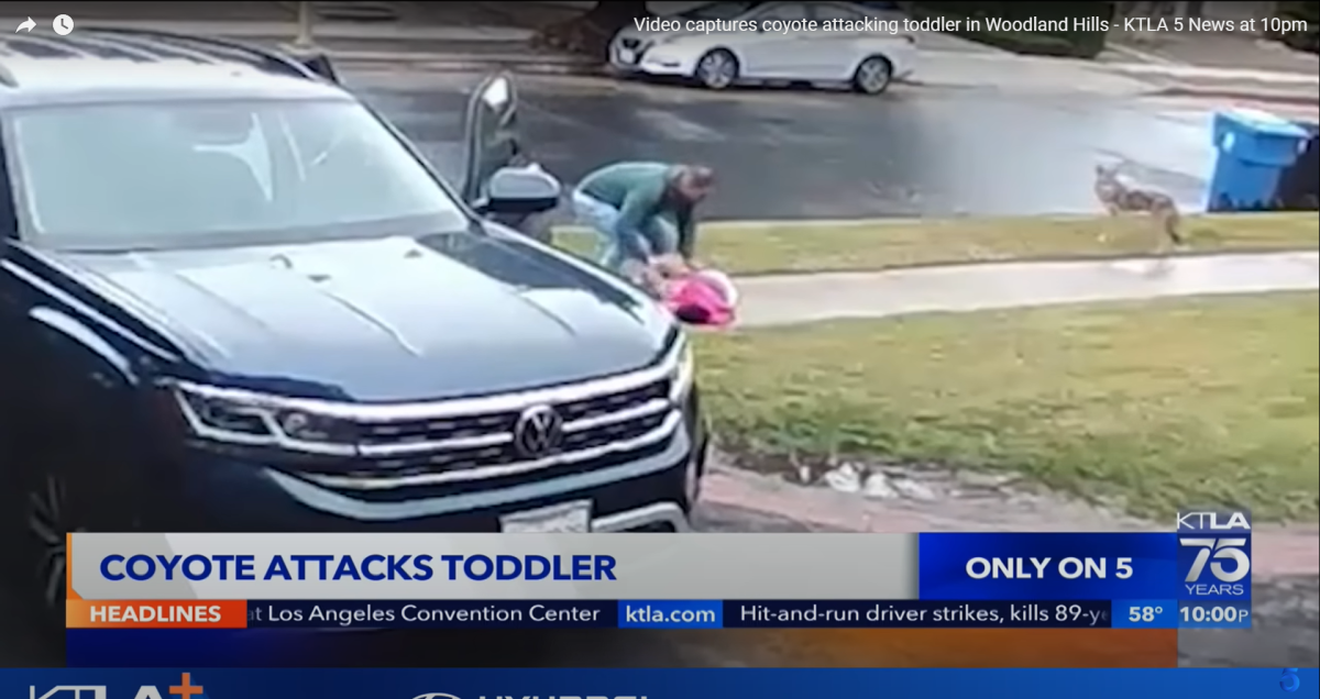 תיעוד דרמטי | אב ישראלי הציל את בתו מזאב ערבות