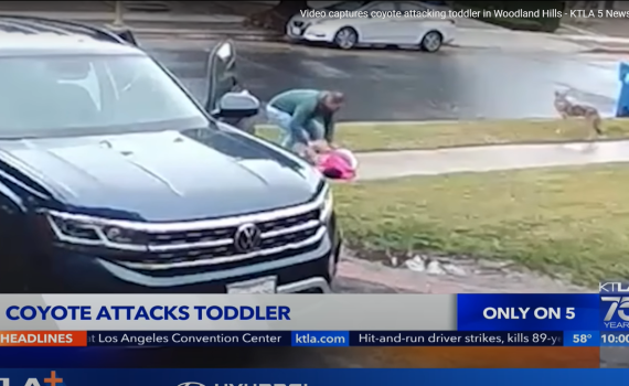 תיעוד דרמטי | אב ישראלי הציל את בתו מזאב ערבות