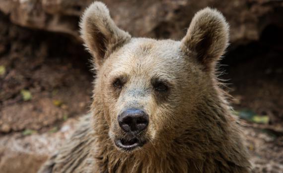 צפו: איך מכינים את חיות הספארי לחורף?