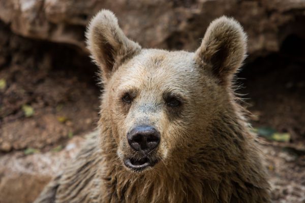 צפו: איך מכינים את חיות הספארי לחורף?