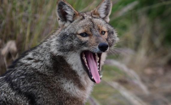 משרד הבריאות מזהיר: תן נגוע התגלה בבית שאן