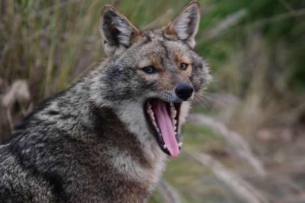 משרד הבריאות מזהיר: תן נגוע התגלה בבית שאן
