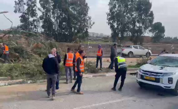 עץ קרס על רכב בקריית אונו: אישה ותינוקת נפצעו קל