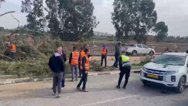 עץ קרס על רכב בקריית אונו: אישה ותינוקת נפצעו קל