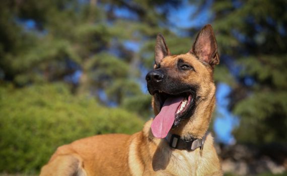 מפחיד: נערה הועברה לביה"ח בעקבות נשיכת כלב