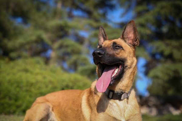 מפחיד: נערה הועברה לביה"ח בעקבות נשיכת כלב