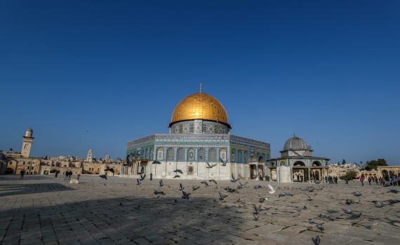 "חוזרים להר": פרס כספי למי שייעצר עם גדי או טלה