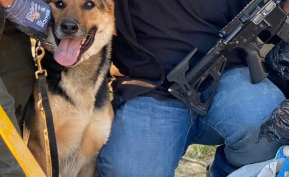 צפו: אמל"ח רב נתפס בעזרת הכלבה המשטרתית