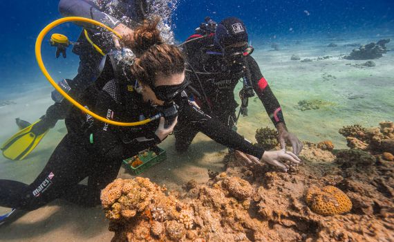 לכבוד ט"ו בשבט: השרה סילמן יצאה לצלילה באילת