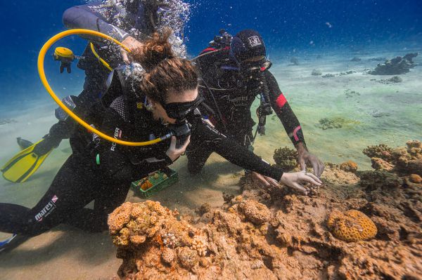 לכבוד ט"ו בשבט: השרה סילמן יצאה לצלילה באילת