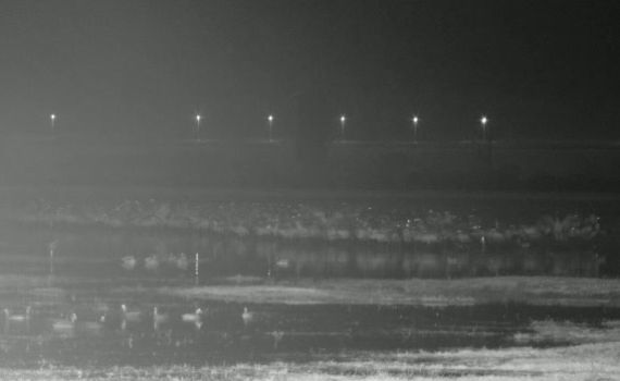 תיעוד מדהים: מה עושים העגורים ברעידת אדמה?