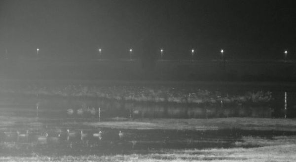 תיעוד מדהים: מה עושים העגורים ברעידת אדמה?