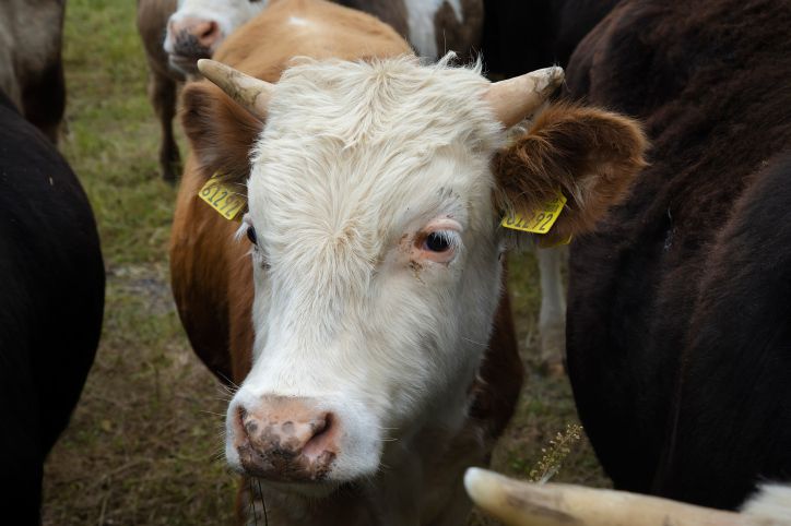 תאונת עבודה חריגה בחיפה: גבר נפגע מבעיטת פרה, מצבו בינוני