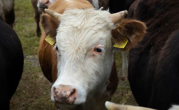 פרה נגועה בכלבת אותרה בגליל, 2 אנשים הופנו לטיפול