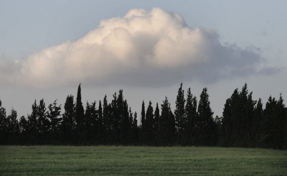 כמה נשים נקראות "תומר"?|חג האילנות בשמות אנשים