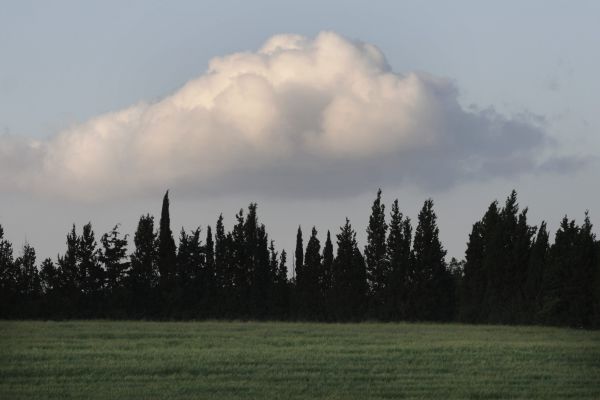 כמה נשים נקראות "תומר"?|חג האילנות בשמות אנשים