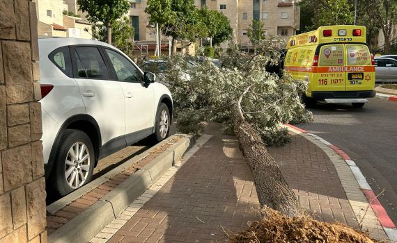 בדרך לבית הספר: עץ קרס על ילדה