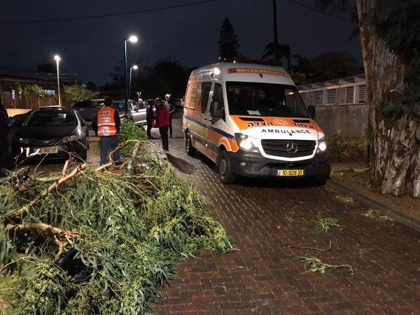 מזג האוויר הסוער: עץ קרס על ילד ופצע אותו קשה