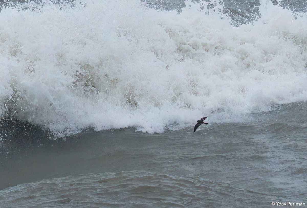 פעם ב-25 שנה: התופעה הנדירה שהגיעה עם ברברה