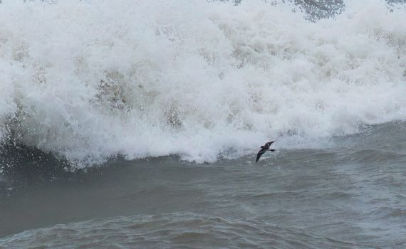 פעם ב-25 שנה: התופעה הנדירה שהגיעה עם ברברה