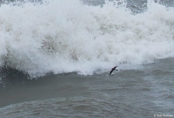 פעם ב-25 שנה: התופעה הנדירה שהגיעה עם ברברה