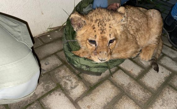 המשטרה איתרה גור אריות שהוחזק במרכז. "סחרו בו"