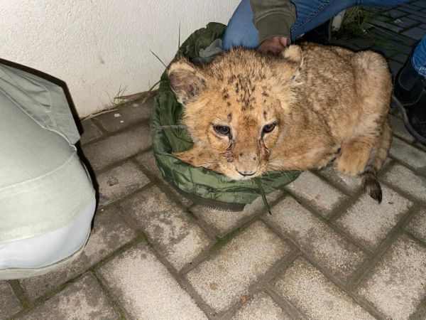 המשטרה איתרה גור אריות שהוחזק במרכז. "סחרו בו"