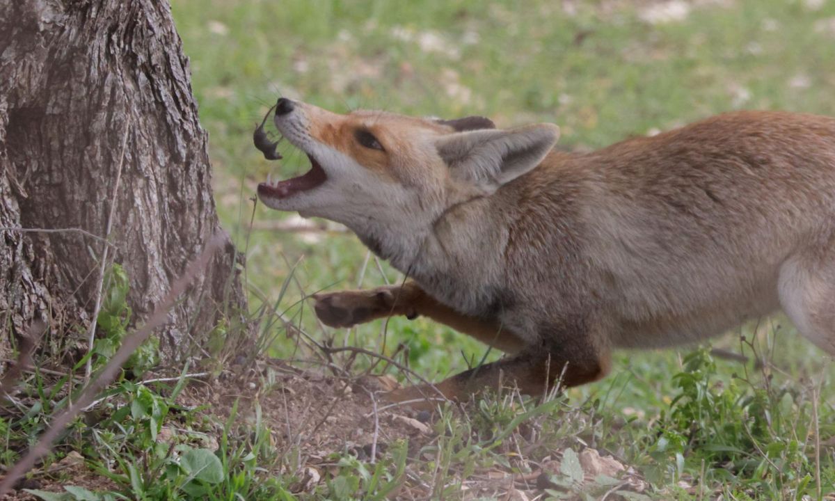 תיעוד נדיר: שועל טורף חדף ליד בית שמש • צפו