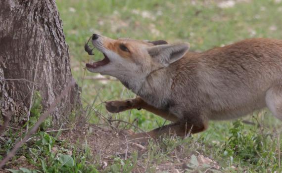תיעוד נדיר: שועל טורף חדף ליד בית שמש • צפו
