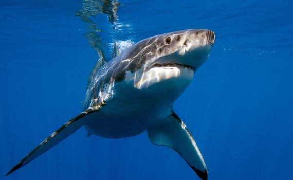 אסון באוסטרליה: בת 16 נהרגה מתקיפת כריש