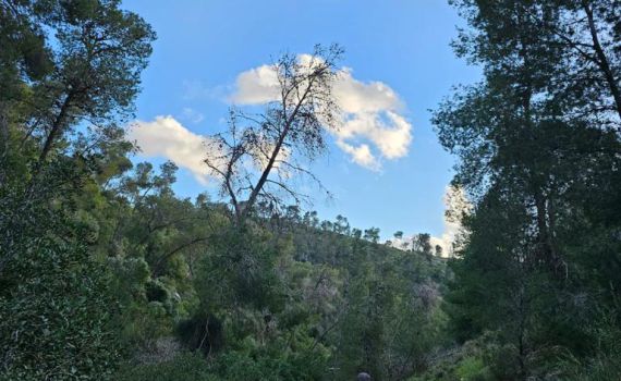 מטייל בן 75 חולץ באמצעות מסוק בהרי ירושלים | תיעוד