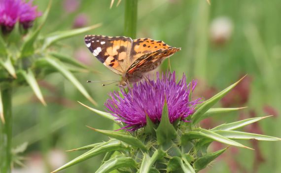 מרהיב: מילוני פרפרים הגיעו השבוע לישראל